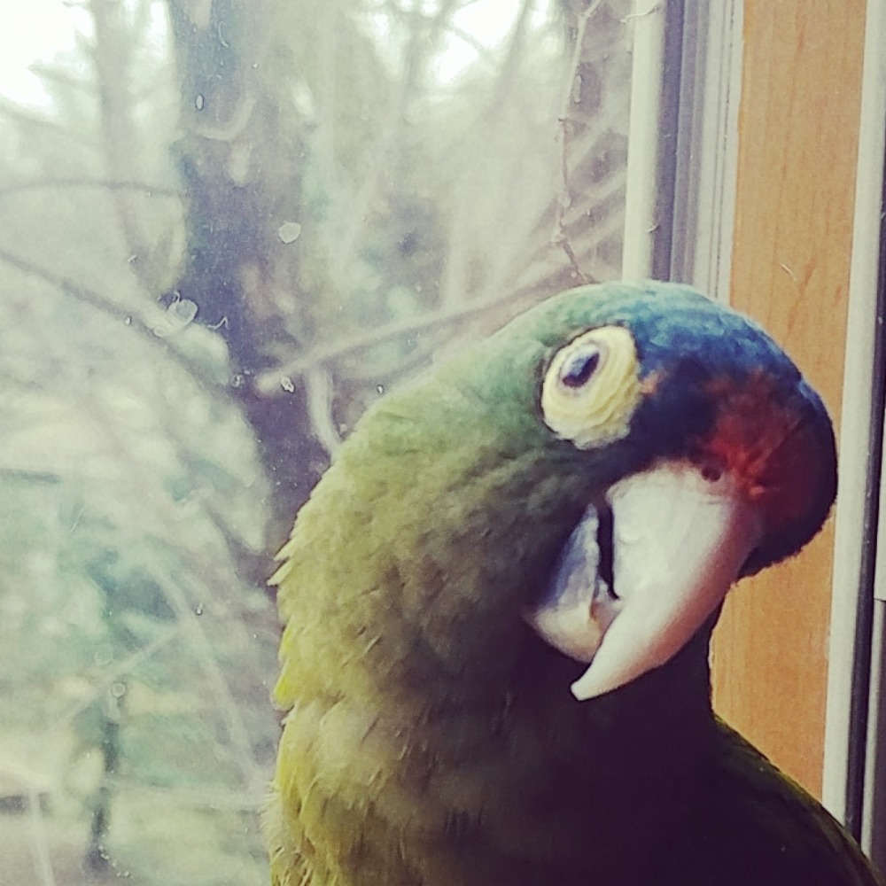 Meet your Posher, Teddy